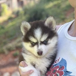 Crepe - Red and white female Pomsky puppy in Grass Valley, California from Karalot Pomskies