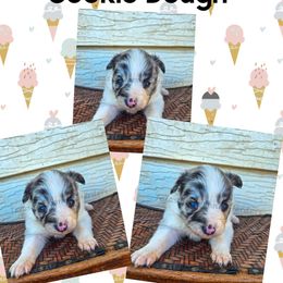 Cookie Dough - Blue merle female Miniature Australian Shepherd puppy in Lubbock, Texas from Texas Bluebonnet Herders