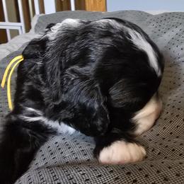 Winnie - Yellow - Black and white female Bernedoodle puppy in Carlisle, Iowa from Farnsworth Bernedoodles