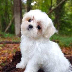 Companion Cross, Havanese, Mal-Shi, Maltese, Maltipoo, Morkie, and Shih Tzu Puppies from Seeking Shalom Acres Maltese, Maltipoos & Havamalts