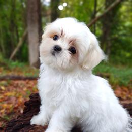 Companion Cross, Havanese, Mal-Shi, Maltese, Maltipoo, Morkie, and Shih Tzu Puppies from Seeking Shalom Acres Maltese, Maltipoos & Havamalts