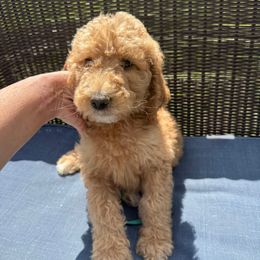 Teal collar - Red  female Poodle puppy in Cookeville, Tennessee from The Palks Poodles