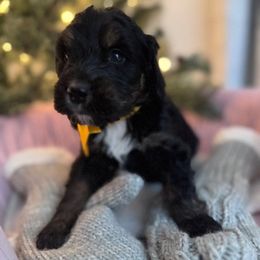 Yellow - Tri-color female Bernedoodle puppy in Toledo, Ohio from Avery Doodle Day LLC