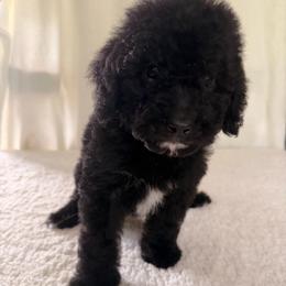 Thunder - Black male Goldendoodle puppy in Luana, Iowa from Country View Bernedoodles and Goldendoodles