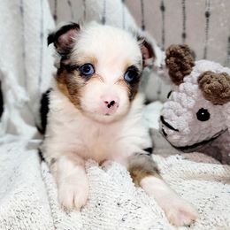 Pheobe - Blue merle female Toy Australian Shepherd puppy in Garvin, Oklahoma from Hochatown Awesome Aussies