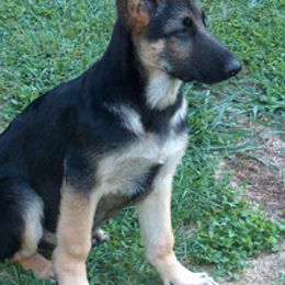 German Shepherds from Hickoryhill German Shepherds
