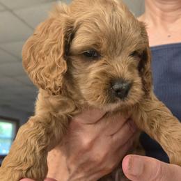 Pompompurin - Red male Cockapoo puppy in Conklin, Michigan from Lake Michigan Couture Cavapoos & Cockapoos