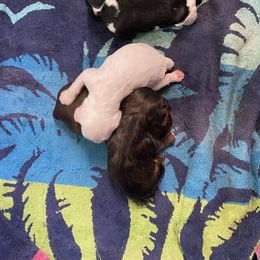 Cocker Spaniel Puppies from Kaleidoscopic Creations