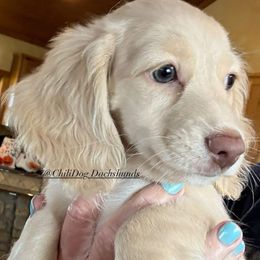 Dachshund Puppies from Chilidog Dachshunds