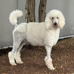 Callie - Poodle