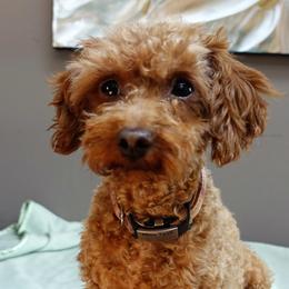 Miss Teak - Poodle