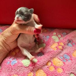 Ozzy - Blue and white male Chihuahua puppy in Dime Box, Texas from Color Me Crazy Chihuahuas