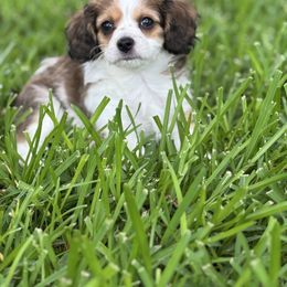 Spot - Tri-color male Cavachon puppy in Osprey, Florida from Mariah's Cavachons