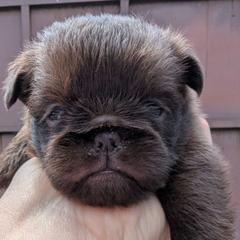 Brussels Griffon puppies from Baringer Brussels