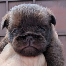 Brussels Griffon puppies from Baringer Brussels