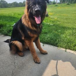 German Shepherd All Grown Up from Mächtiger Barkerheim German Shepherds