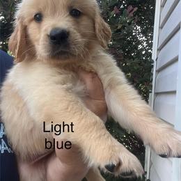 Light blue collar - Golden male Golden Retriever puppy in Jesup, Georgia from Painted Platinum Retrievers (Painted Platinum Kennel) PPK
