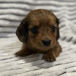 Dachshunds from A-Z Dachshunds