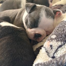 Perla - Blue female Boston Terrier puppy in Yale, Michigan from Smith Sister Kennels