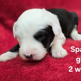 Sparky - Gray and white male Old English Sheepdog puppy in Sutherlin, Oregon from Sapphire Eyes Sheepdogs