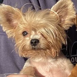Mati - Yorkshire Terrier