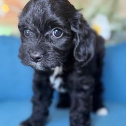 Lucy - Black female Cavapoo puppy in Yuciapa, California from AlltheDoodlez_