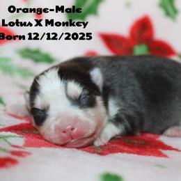 Orange - Black and white male Pomsky puppy in Centerville, Iowa from LJ Kennels Pomskies, LLC