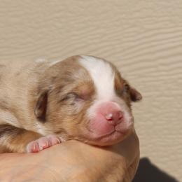 Eagle - Red merle male Australian Shepherd puppy in Weatherford, Texas from Ridgestar Aussies