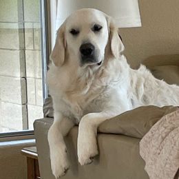 Lily - Golden Retriever