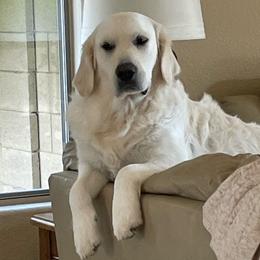 Lily - Golden Retriever