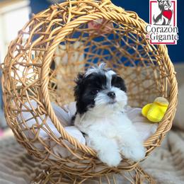 Jinu - Parti male Yorkshire Terrier puppy in California from Corazon de gigante