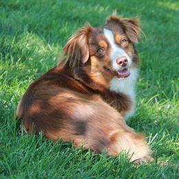 Fenn - Toy Australian Shepherd