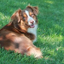 Fenn - Toy Australian Shepherd