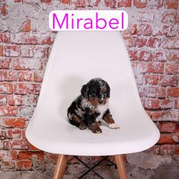Mirabel - female Aussiedoodle puppy in Calhoun, Georgia from Happy Top Doodles
