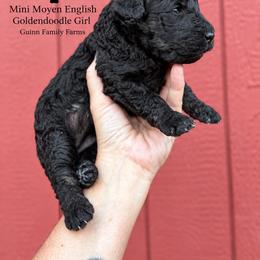 Cici Phantom English - Phantom female Goldendoodle puppy in Grove, Oklahoma from Guinn Family Farms