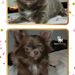 Pidge - Chihuahua