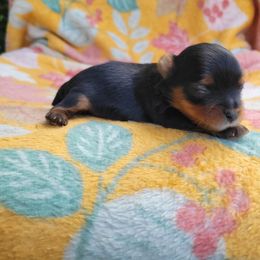 Cocoa - Black and gold male Yorkshire Terrier puppy in Middleton, Idaho from Rocky Mountain Yorkies