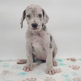 Luna Blue Merle - Merle female Great Dane puppy in Kannapolis, North Carolina from Carolina Great Danes & Toy Poodles