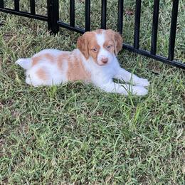 Brittany Puppies from Christmas Acres Brittanys
