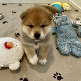 Peter - Red male Shiba Inu puppy in Milton, Florida from Moonlight Shibas