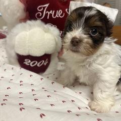 Sonic - Chocolate, tan and white male Yorkshire Terrier puppy in Tampa, Florida from M&S Royal Luxe Yorkies