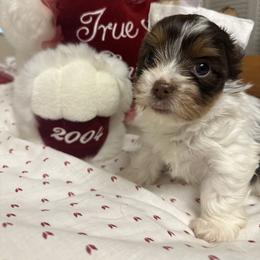 Sonic - Chocolate, tan and white male Yorkshire Terrier puppy in Tampa, Florida from M&S Royal Luxe Yorkies