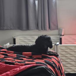Wren - Cavapoo