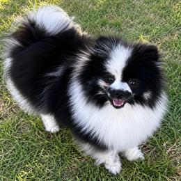 Sesame - Pomeranian