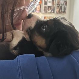 Oboe - Black tri-color male Australian Shepherd puppy in Bennett, Colorado from Alolan Angel Aussies