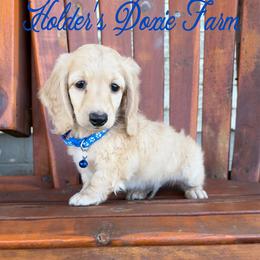 Crispin - Cream male Dachshund puppy in Atwood, Oklahoma from Holder’s Doxie Farm