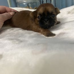 Theadora - Sable female Shih Tzu puppy in Hawthorne, Florida from Simply Southern Shihtzus