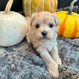 Harmony-black - Apricot female Maltipoo puppy in Howard City, Michigan from Petite Joie Puppies