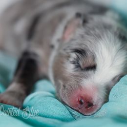 Australian Shepherd, Miniature American Shepherd, Miniature Australian Shepherd, and Toy Australian Shepherd Puppies from Painted Blue Aussies