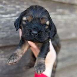 Mable - Sable female Cocker Spaniel puppy in Lake, Mississippi from MGs Cockers
